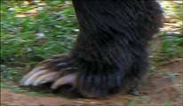 grizzly-foot-claws-120h.jpg