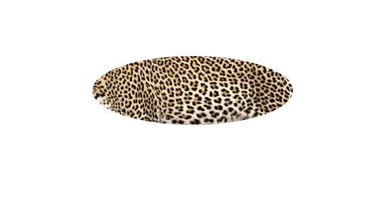 leopard-pattern.png