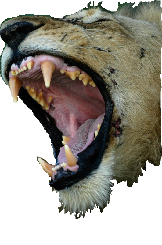 Lion-Mouth.png